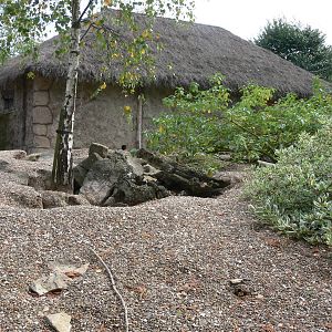 Meerkat exhibit at Flamingo Land, 21/09/13