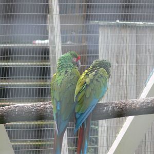 Military Macaws at Flamingo Land, 21/09/13