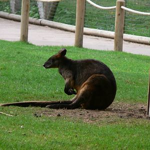 Swamp Wallaby at Flamingo Land, 21/09/13