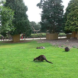 Wallaby Walkthrough at Flamingo Land, 21/09/13