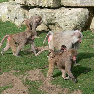 Hamadryas Baboon at Flamingo Land, 21/09/13