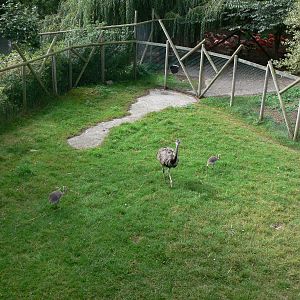 Rhea pen at Flamingo Land, 21/09/13