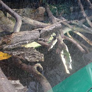 Green Iguana Exhibit at Tropical World - 02/10/2013