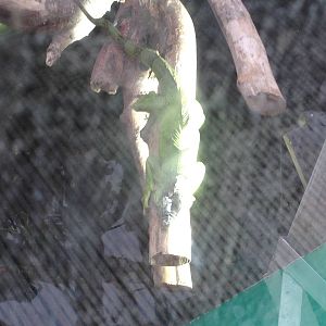 Green Iguana at Tropical World - 02/10/2013