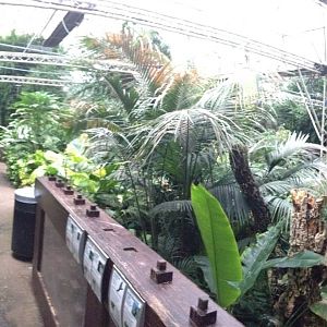 South America House Panorama at Tropical World - 02/10/2013