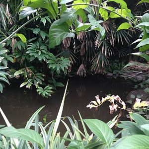 South America House Pond at Tropical World - 02/10/2013