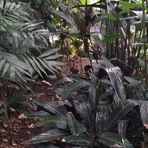 Fulvous Whistling Ducks at Tropical World - 02/10/2013