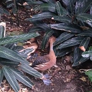 Fulvous Whistling Ducks at Tropical World - 02/10/2013