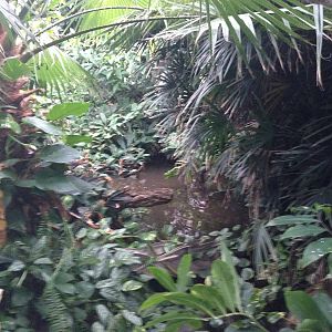 South America House at Tropical World - 02/10/2013