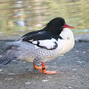 Chinese Merganser (Mergus squamatus) male