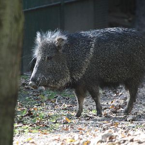 Chacoan Peccary / Tagua (Catagonus wagneri)