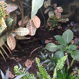Roul-Roul Partridge at Tropical World - 02/10/2013
