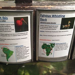 Scarlet Ibis and Fuvlous Whistling Duck Signage at Tropical World - 02/10/2
