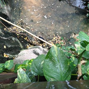 South America House at Tropical World - 02/10/2013