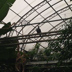 Green Imperial Pigeon at Tropical World - 02/10/2013