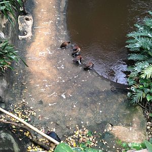 White-faced Whistling Ducks at Tropical World - 02/10/2013