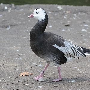 Ross's Goose (Anser rossii) blue form