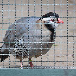 Arabian Partridge (Alectoris melanocephala)