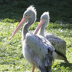 Spot-billed Pelicans (Pelecanus philippensis)