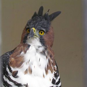 Ornate Hawk-eagle