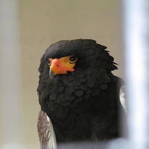 Bateleur
