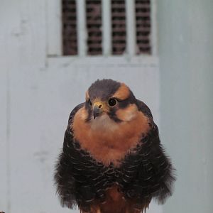 Northern Aplomado Falcon