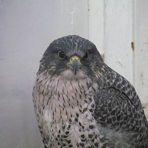 Gyrfalcon
