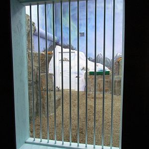 Falcons of the Arctic