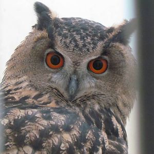 Eurasian Eagle-owl