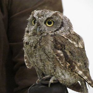 Western Screech-owl