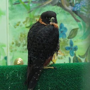Orange-breasted Falcon