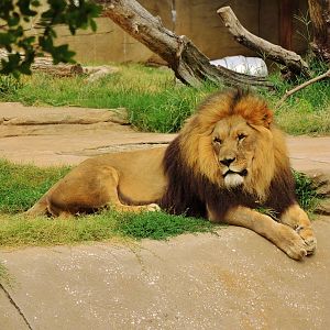 Lion (Panthera leo)