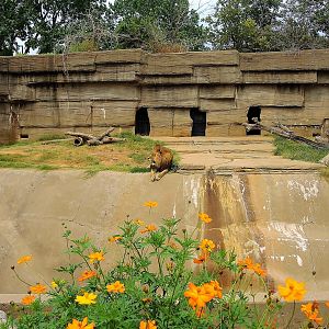 Lion (Panthera leo) exhibit