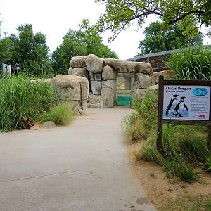 African penguin (Spheniscus demersus) exhibit