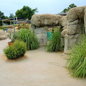 African penguin (Spheniscus demersus) exhibit