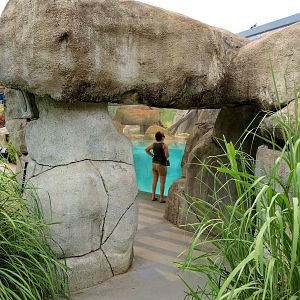 African penguin (Spheniscus demersus) exhibit