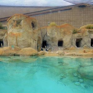 African penguin (Spheniscus demersus) exhibit