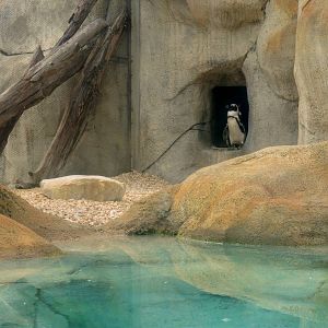 African penguin (Spheniscus demersus) exhibit