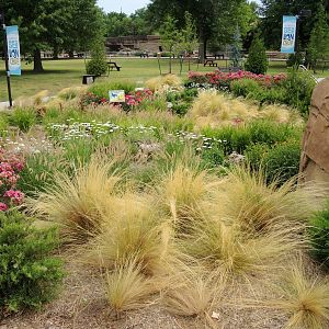 Sea Lion Cove landscaping