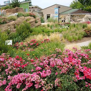 Sea Lion Cove landscaping