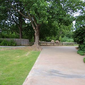 Current White rhino (Ceratotherium simum) exhibit