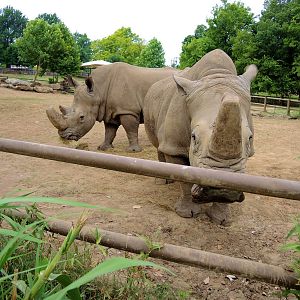 Current White rhino (Ceratotherium simum) exhibit