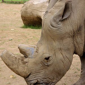 White rhino (Ceratotherium simum)