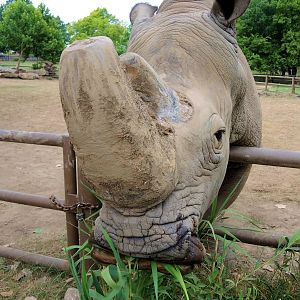 White rhino (Ceratotherium simum)