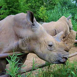 White rhino (Ceratotherium simum)