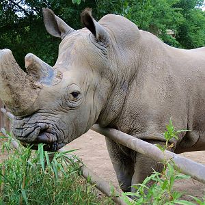 White rhino (Ceratotherium simum)
