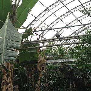 Green Imperial Pigeon at Tropical World - 02/10/2013