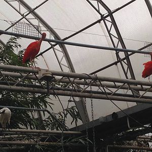 Scarlet Ibis and Sacred Ibis at Tropical World - 02/10/2013