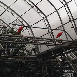 Scarlet Ibis and Sacred Ibis at Tropical World - 02/10/2013