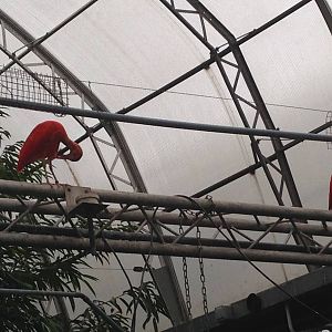 Scarlet Ibis and Sacred Ibis at Tropical World - 02/10/2013